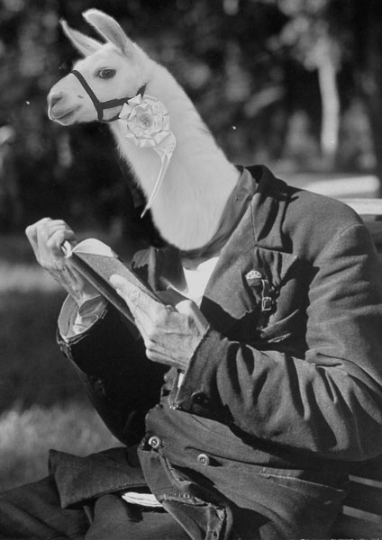 01_lama