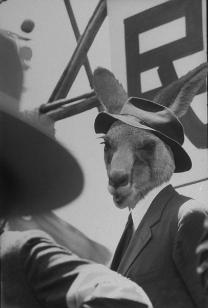 03_kangaroo