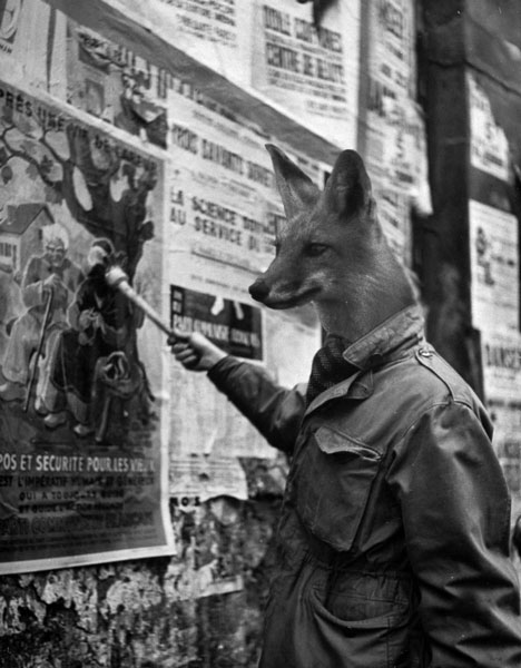 06_renard