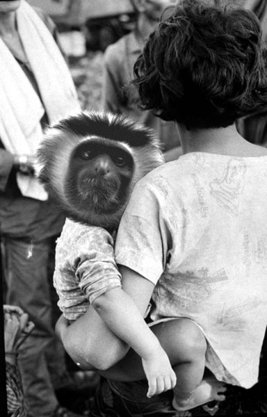 06_singe