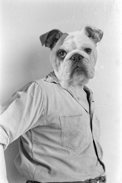 07_bulldog