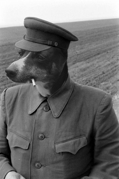 11_chien