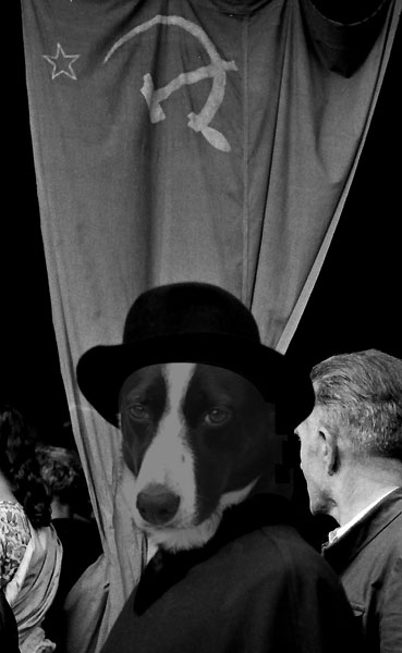 14_dog