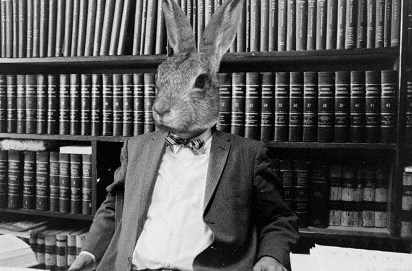 16_lapin