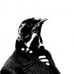 hirondelle